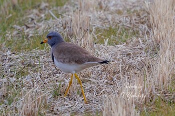 2022年1月15日(土) 田原本の野鳥観察記録