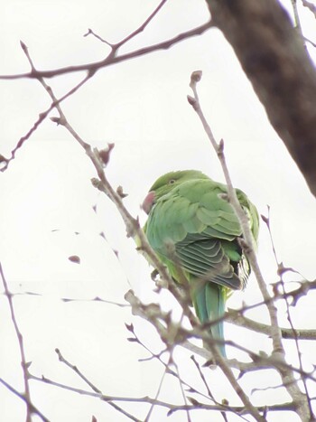 Rose-ringed Parakeet 菅田みどりの丘公園(横浜市神奈川区) Sat, 1/15/2022