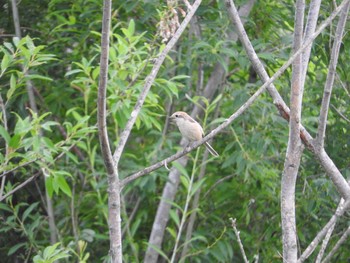 Bull-headed Shrike 永山新川 Sat, 7/22/2017