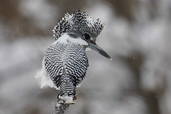 2022年1月15日(土) 真駒内公園の野鳥観察記録