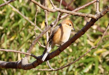 モズ 舞岡公園 2022年1月15日(土)