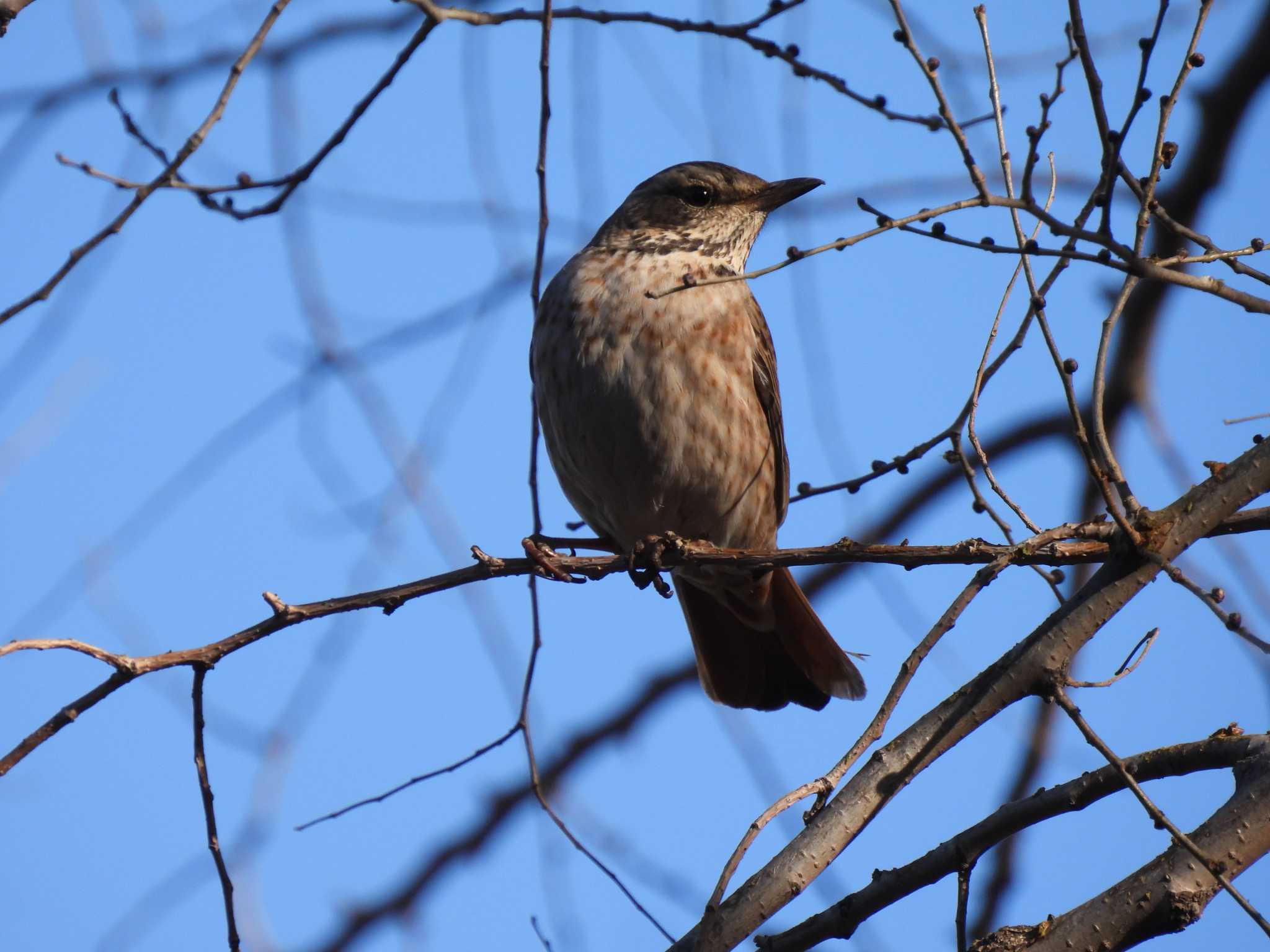 Naumann's Thrush