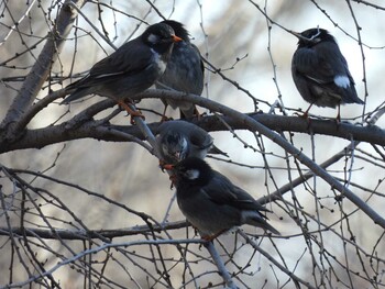 White-cheeked Starling 北海公園(北京) Sat, 1/15/2022