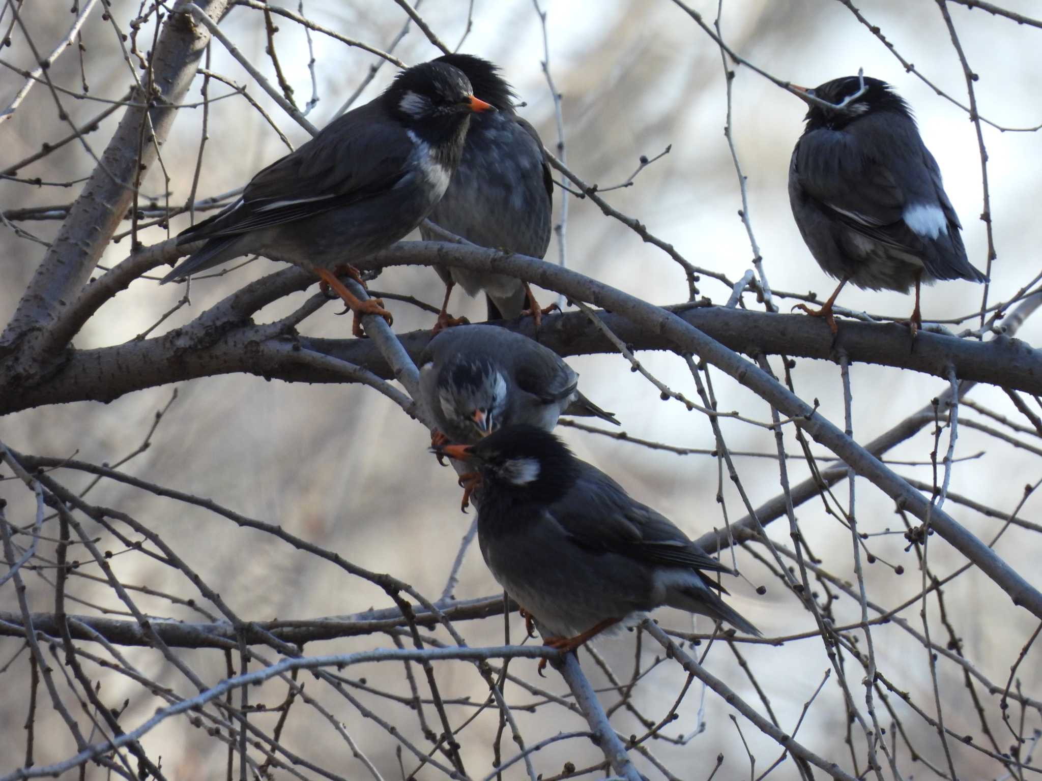 White-cheeked Starling