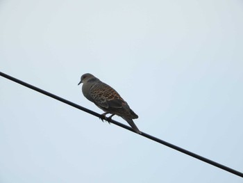 Oriental Turtle Dove 永山新川 Sat, 7/22/2017