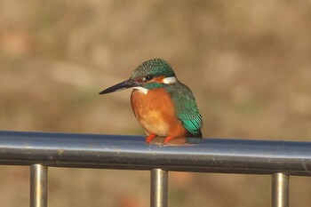 2022年1月15日(土) 池子の森自然公園の野鳥観察記録