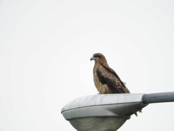 Black Kite 石狩川河川敷 Sat, 7/22/2017