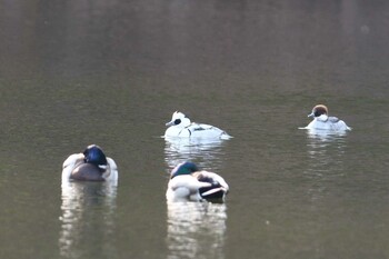 ミコアイサ 井頭公園 2022年1月10日(月)