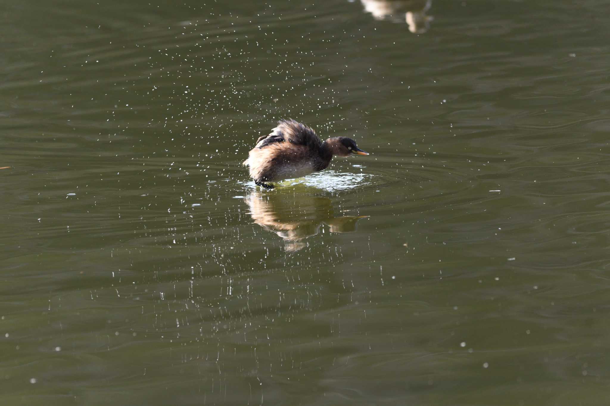 井頭公園 カイツブリの写真 by すずめのお宿