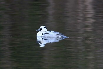 2022年1月10日(月) 井頭公園の野鳥観察記録