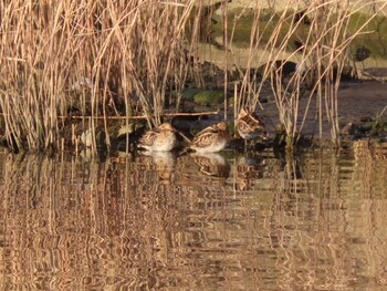 Common Snipe 泉南市 Sat, 1/15/2022