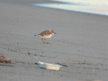 Kentish Plover 浜名湖 Sat, 1/15/2022