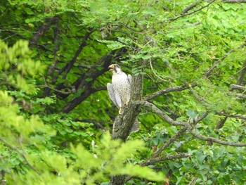 Peregrine Falcon 旭川市 Sat, 7/22/2017