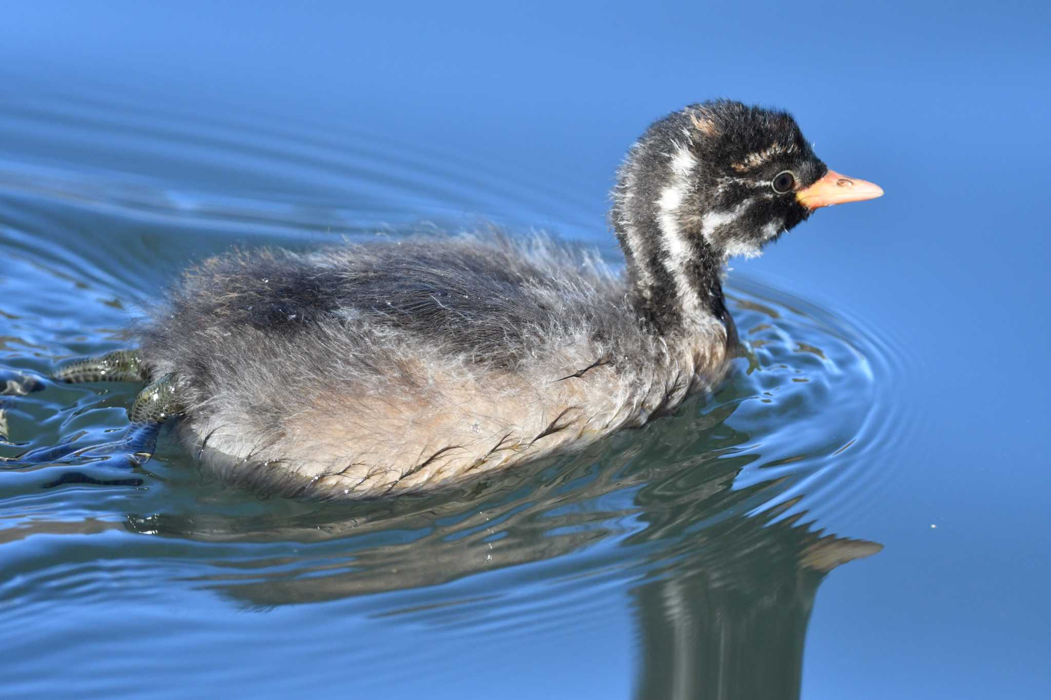 Little Grebe