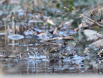 2022年1月10日(月) 東京港野鳥公園の野鳥観察記録