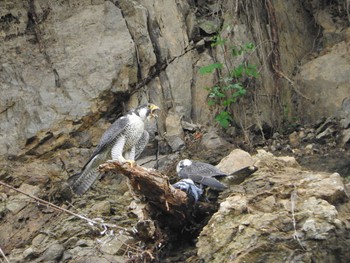 Peregrine Falcon 旭川市 Sat, 7/22/2017