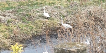 Tundra Swan 多々良沼 Sat, 1/15/2022