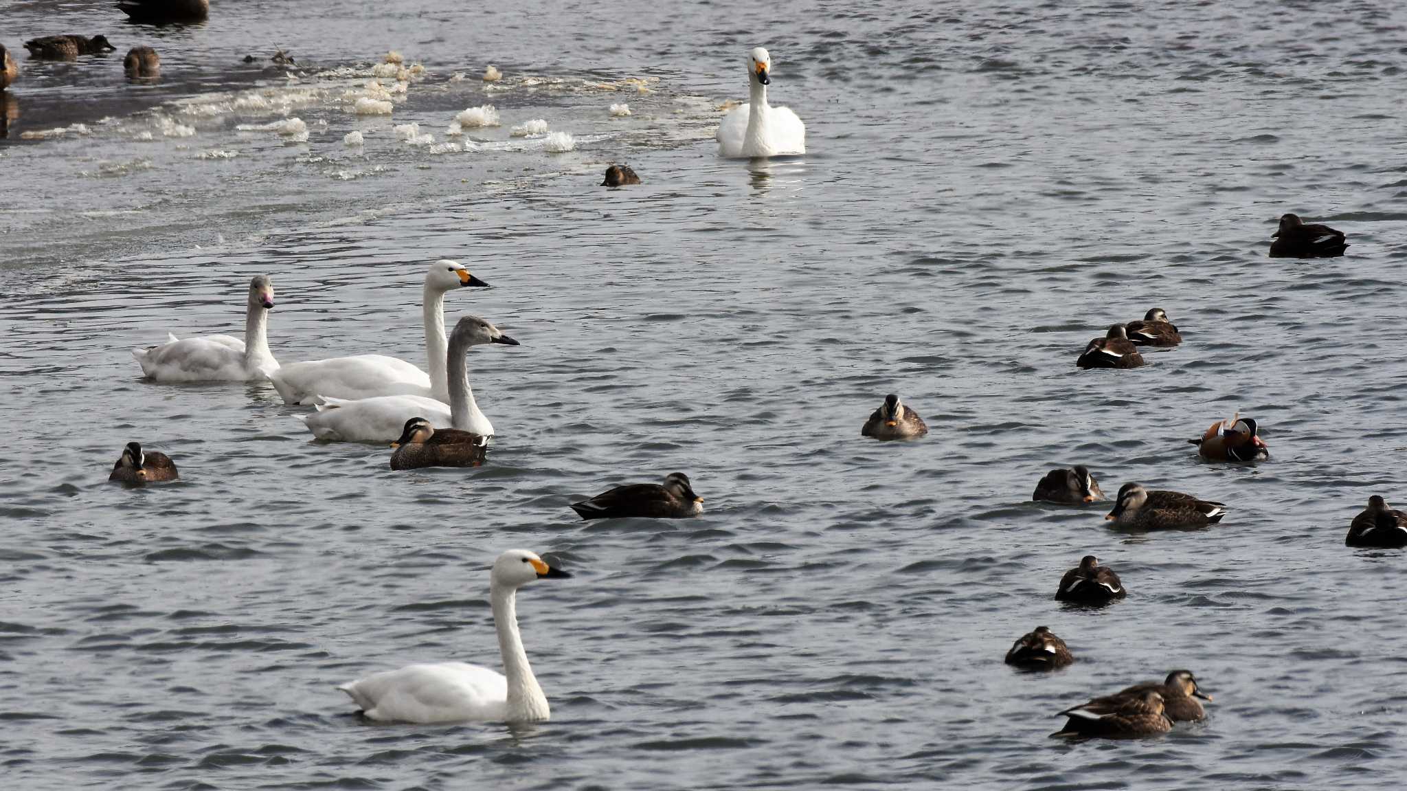 佐久広域(滑津川・駒場公園・杉の木貯水場) カルガモの写真 by ao1000