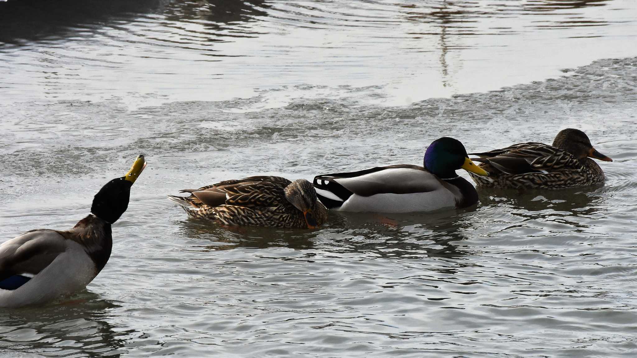 佐久広域(滑津川・駒場公園・杉の木貯水場) マガモの写真 by ao1000