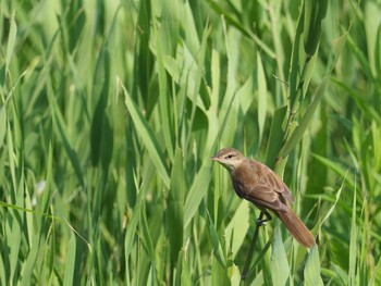 Oriental Reed Warbler Kasai Rinkai Park Tue, 7/25/2017