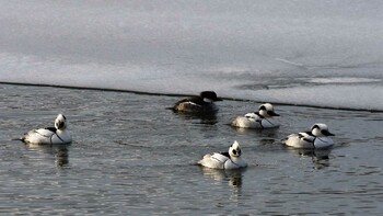 2022年1月15日(土) 佐久広域(滑津川・駒場公園・杉の木貯水場)の野鳥観察記録