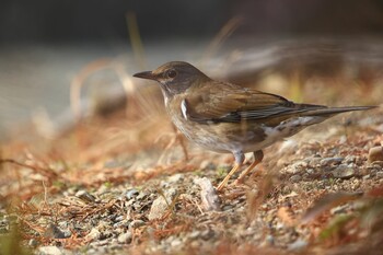 Pale Thrush 兵庫県伊丹市 Sat, 1/15/2022