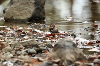 Eurasian Tree Sparrow 兵庫県伊丹市 Sat, 1/15/2022