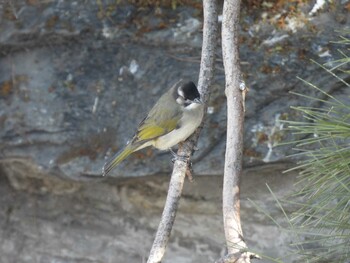 Light-vented Bulbul 北海公園(北京) Sat, 1/15/2022