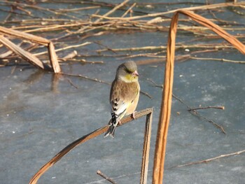 Oriental Greenfinch(kawarahiba) 北海公園(北京) Sat, 1/15/2022