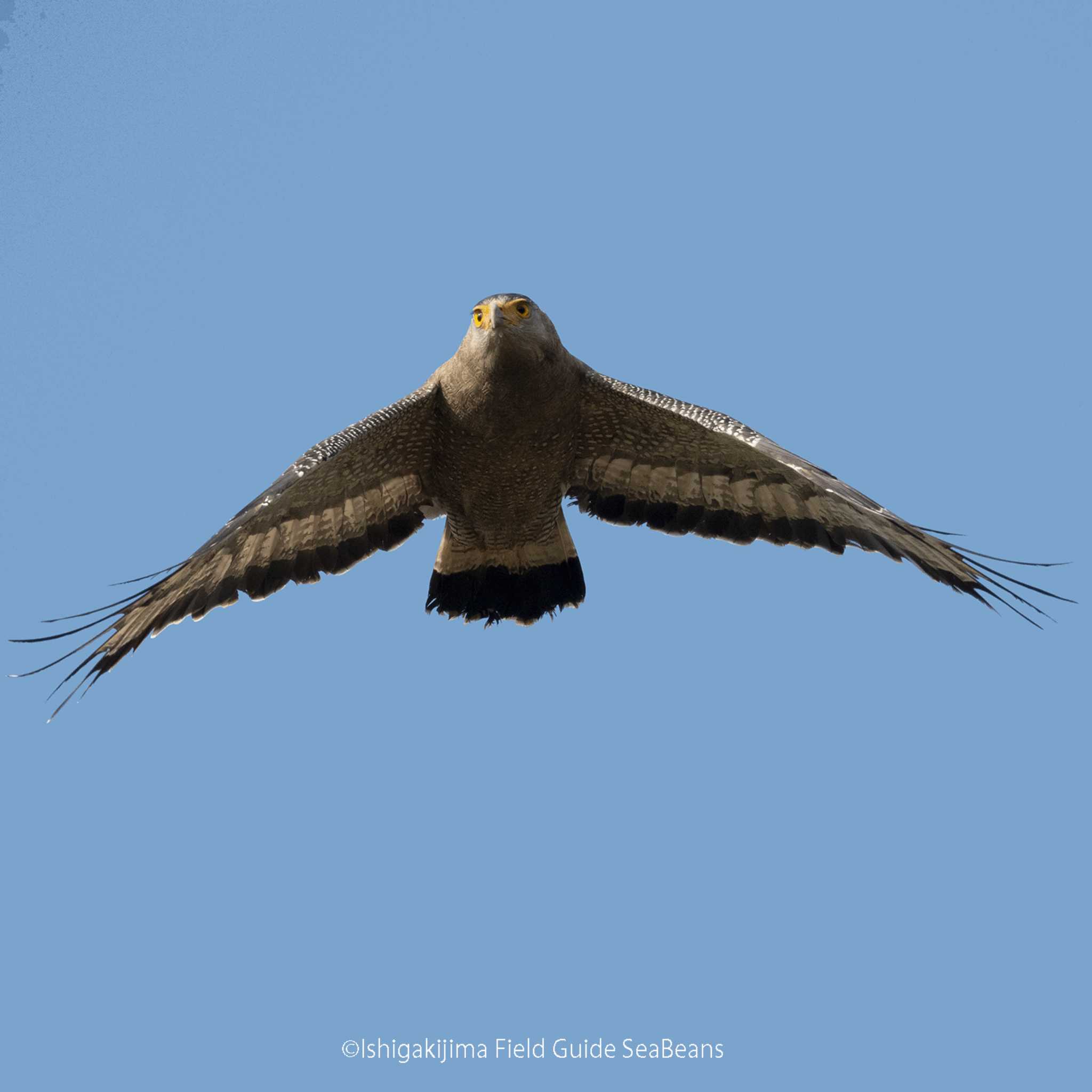 Photo of Crested Serpent Eagle at Ishigaki Island by 石垣島バードウオッチングガイドSeaBeans