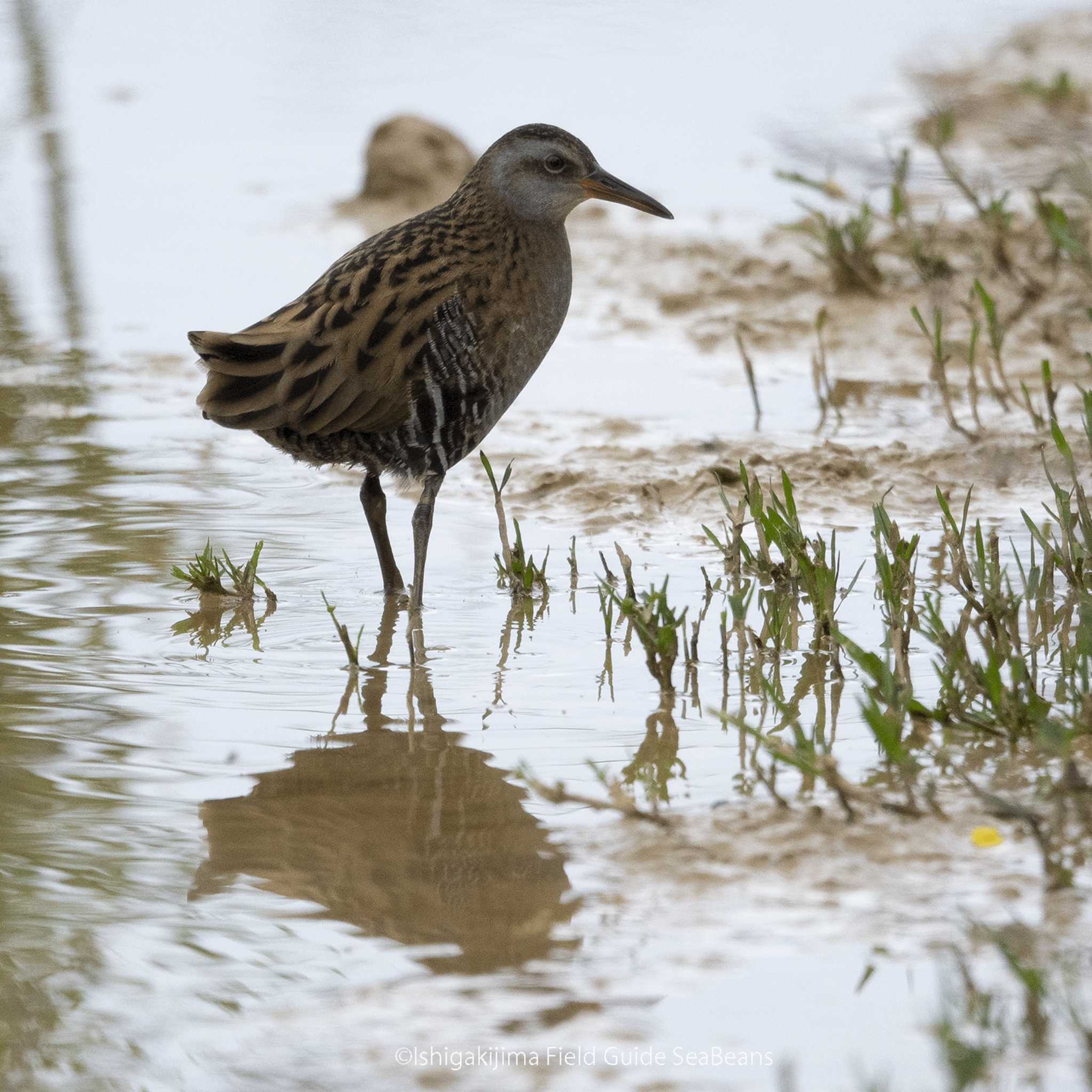 Brown-cheeked Rail