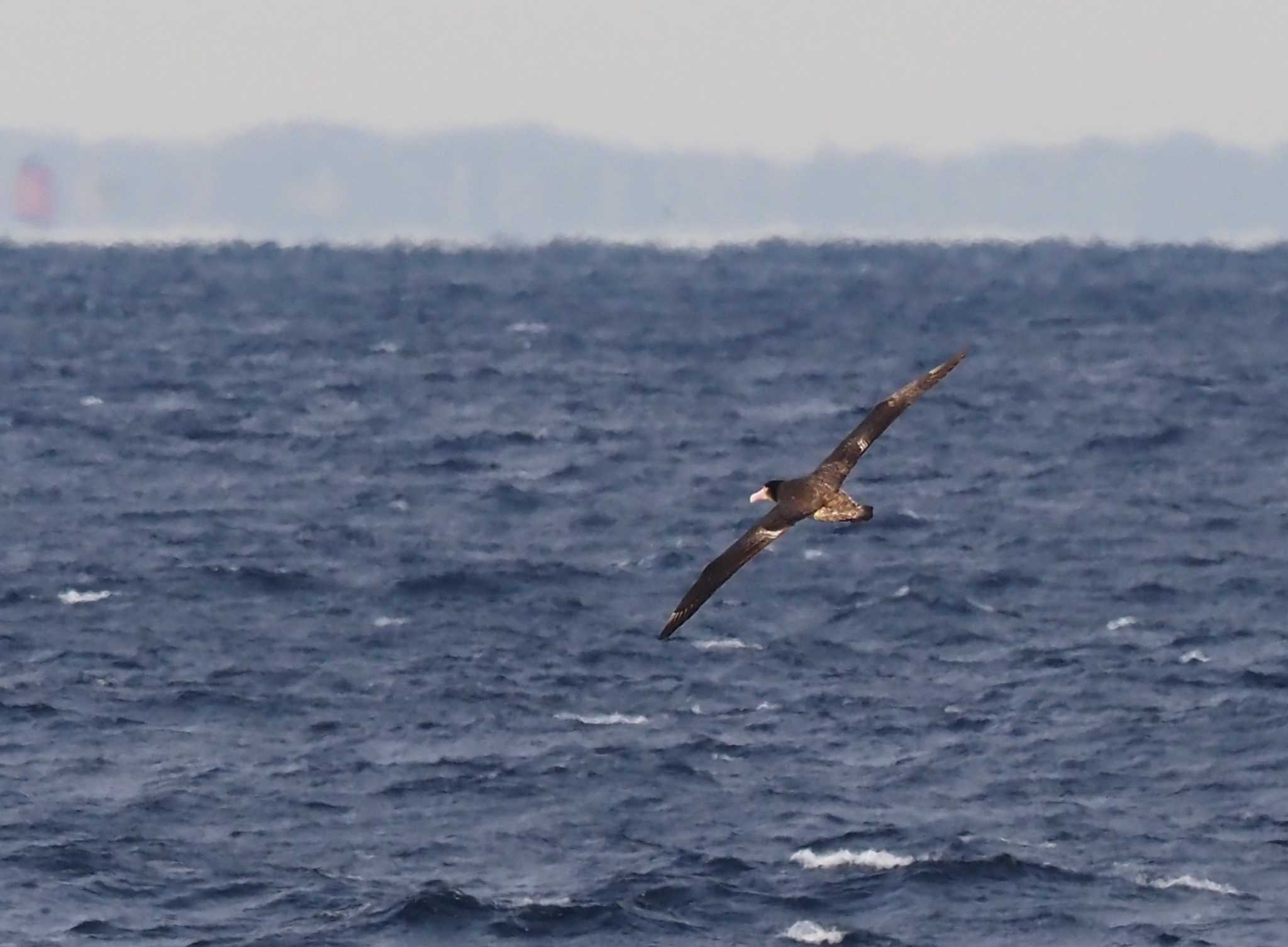 Photo of Short-tailed Albatross at 八丈島航路 by シロチ