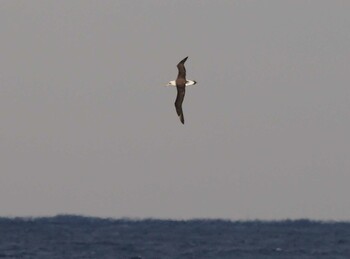 コアホウドリ 八丈島航路 2022年1月15日(土)