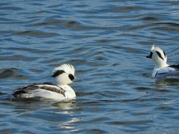 Sat, 1/15/2022 Birding report at 京都府