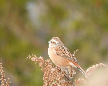 2022年1月15日(土) 平城宮跡の野鳥観察記録