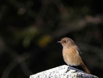 2022年1月15日(土) 奈良市水上池の野鳥観察記録