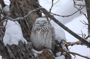 Ural Owl(japonica) 旭山公園 Tue, 12/28/2021