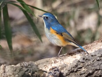 2022年1月15日(土) 秋ヶ瀬公園の野鳥観察記録