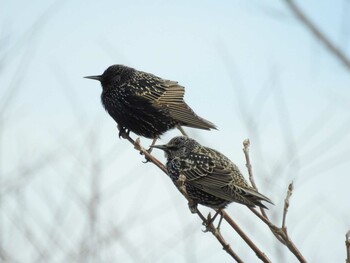 2022年1月15日(土) 愛知県愛西市立田町の野鳥観察記録