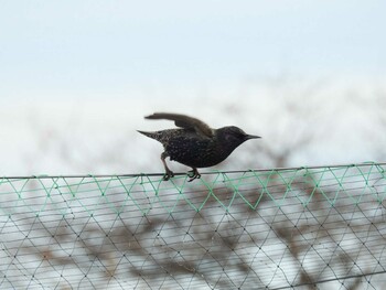 ホシムクドリ 愛知県愛西市立田町 2022年1月15日(土)