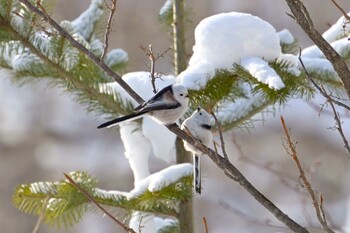 Long-tailed tit(japonicus) Nishioka Park Mon, 1/10/2022