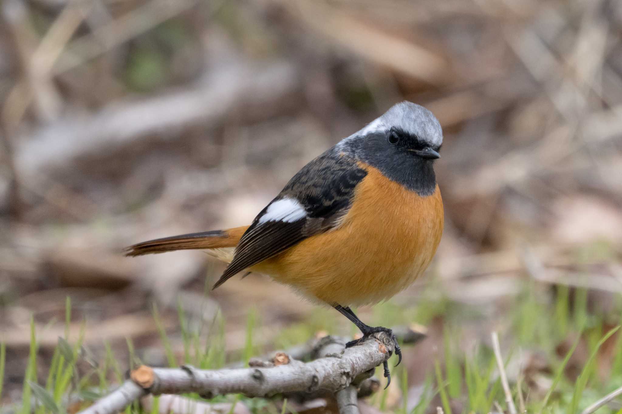 草津下物 ジョウビタキの写真 by C君