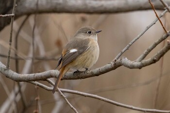 Daurian Redstart 草津下物 Sat, 1/15/2022