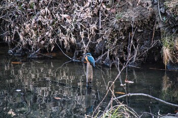 カワセミ 北本自然観察公園 2022年1月15日(土)