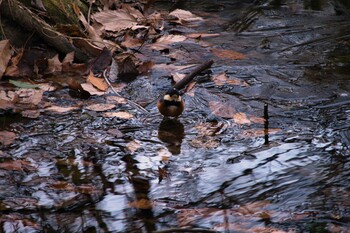 Sat, 1/15/2022 Birding report at Kitamoto Nature Observation Park