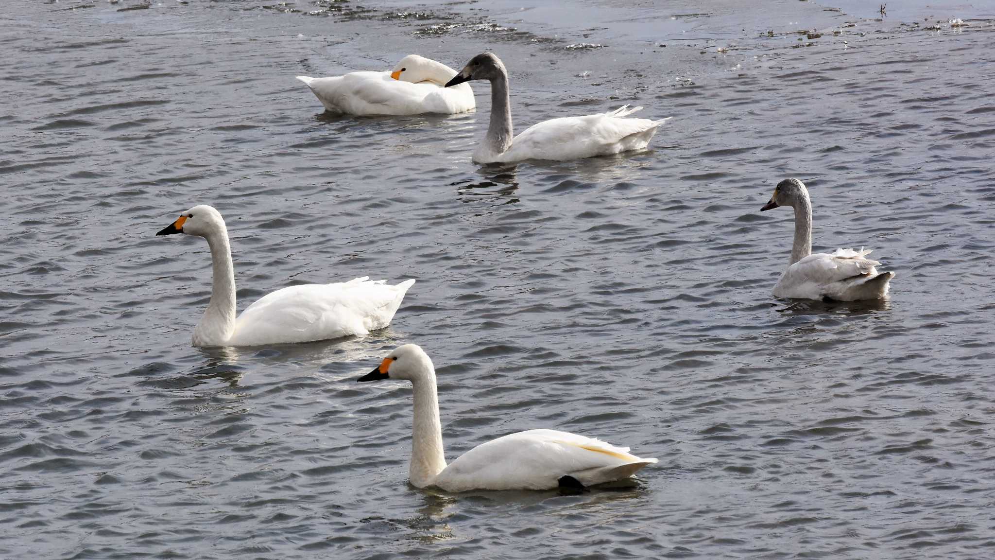 佐久広域(滑津川・駒場公園・杉の木貯水場) コハクチョウの写真 by ao1000