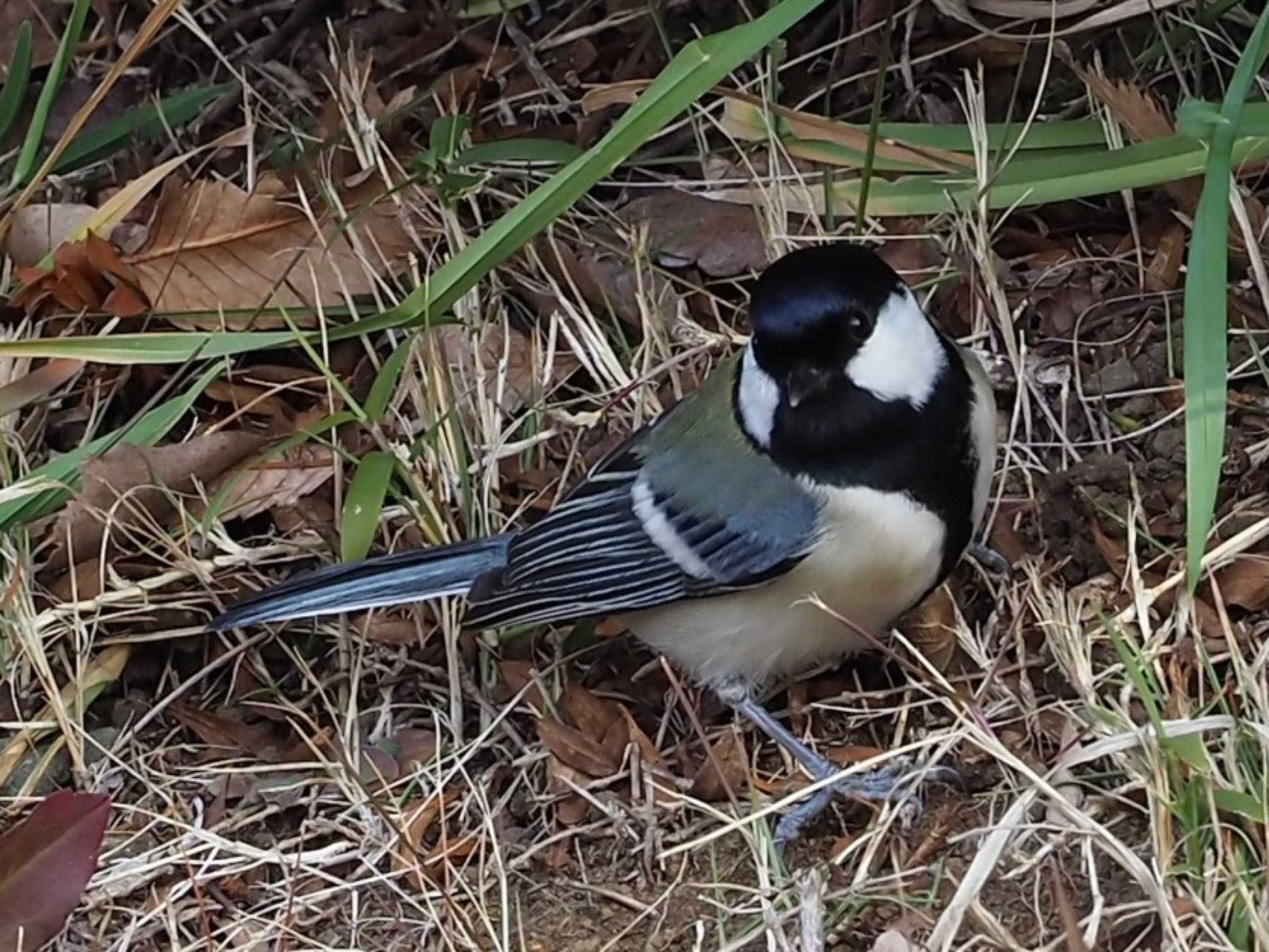 シジュウカラ