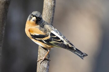 Brambling Saitama Prefecture Forest Park Mon, 1/10/2022