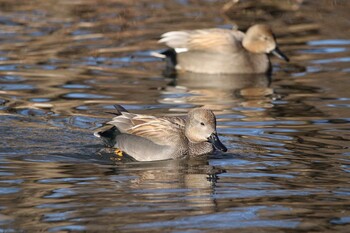 Gadwall Shakujii Park Sun, 1/16/2022