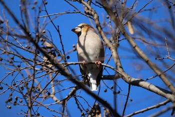 Hawfinch Shakujii Park Sun, 1/16/2022